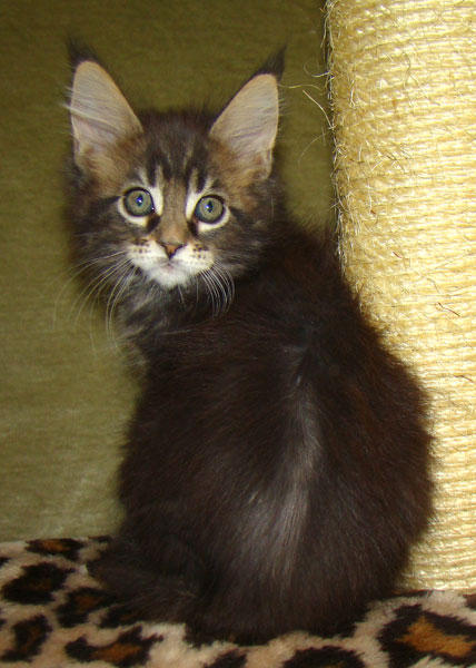    Catsvill County!   !    !       !!!    Catsvill County +7-926-544-74-09     .   ,   ,   ,    ,   ,  ,     ,   -,    ,   !